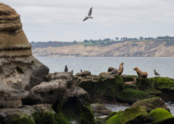 Man, 18, Pleads Guilty to Repeatedly Kicking Sea Lion in California