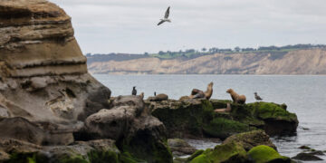 Man, 18, Pleads Guilty to Repeatedly Kicking Sea Lion in California