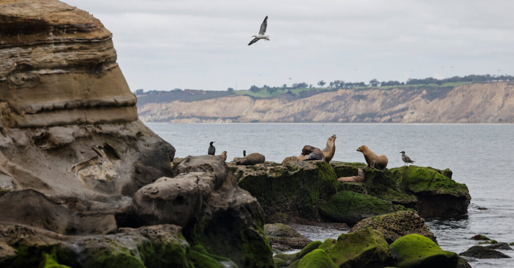 Man, 18, Pleads Guilty to Repeatedly Kicking Sea Lion in California