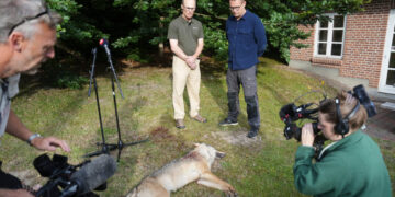 When a Rare Wolf Got Too Close, Denmark Faced a Conservation Dilemma