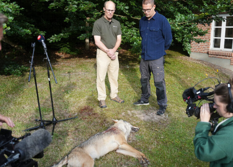 When a Rare Wolf Got Too Close, Denmark Faced a Conservation Dilemma