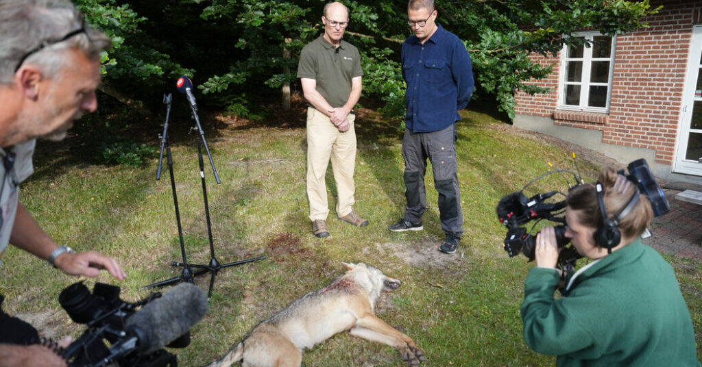 When a Rare Wolf Got Too Close, Denmark Faced a Conservation Dilemma