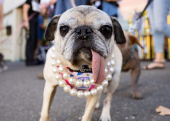 Jinny Lu, the World’s Ugliest Dog, Proves That Looks Aren’t Everything