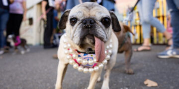 Jinny Lu, the World’s Ugliest Dog, Proves That Looks Aren’t Everything