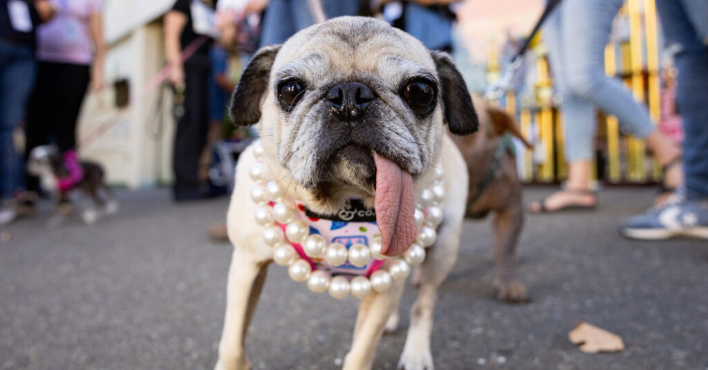 Jinny Lu, the World’s Ugliest Dog, Proves That Looks Aren’t Everything