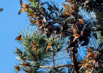 Nature’s Most Extraordinary Stories