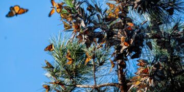 Nature’s Most Extraordinary Stories