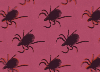 Kill the Ticks