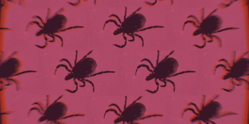 Kill the Ticks