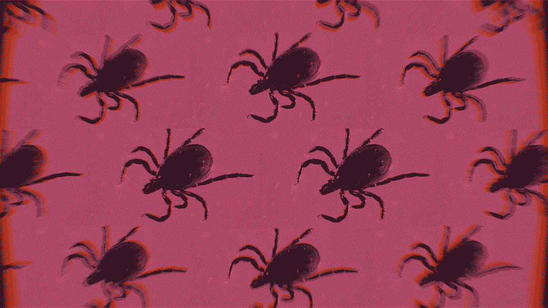 A cluster of ticks inch across a magenta frame.