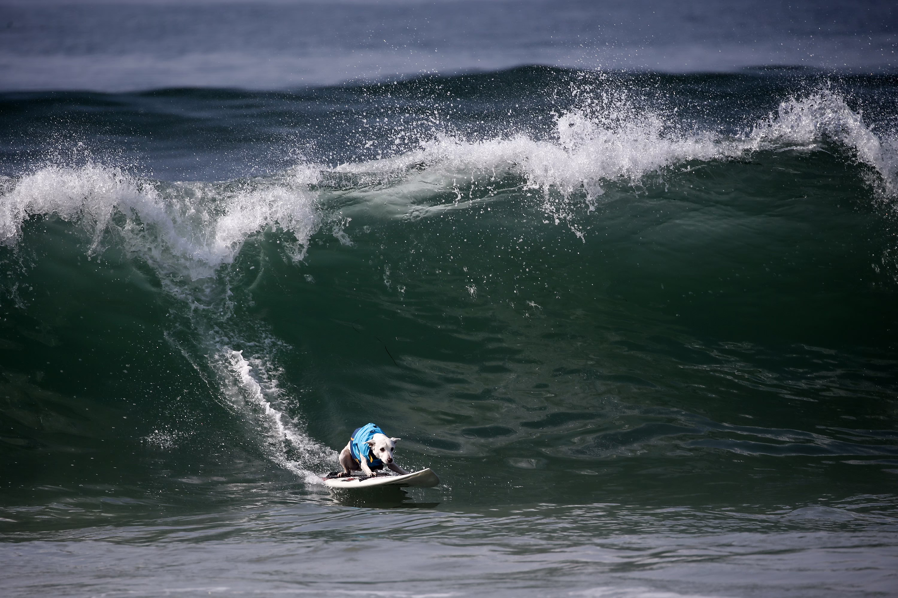 A dog pulls his surfboard away from the surf.