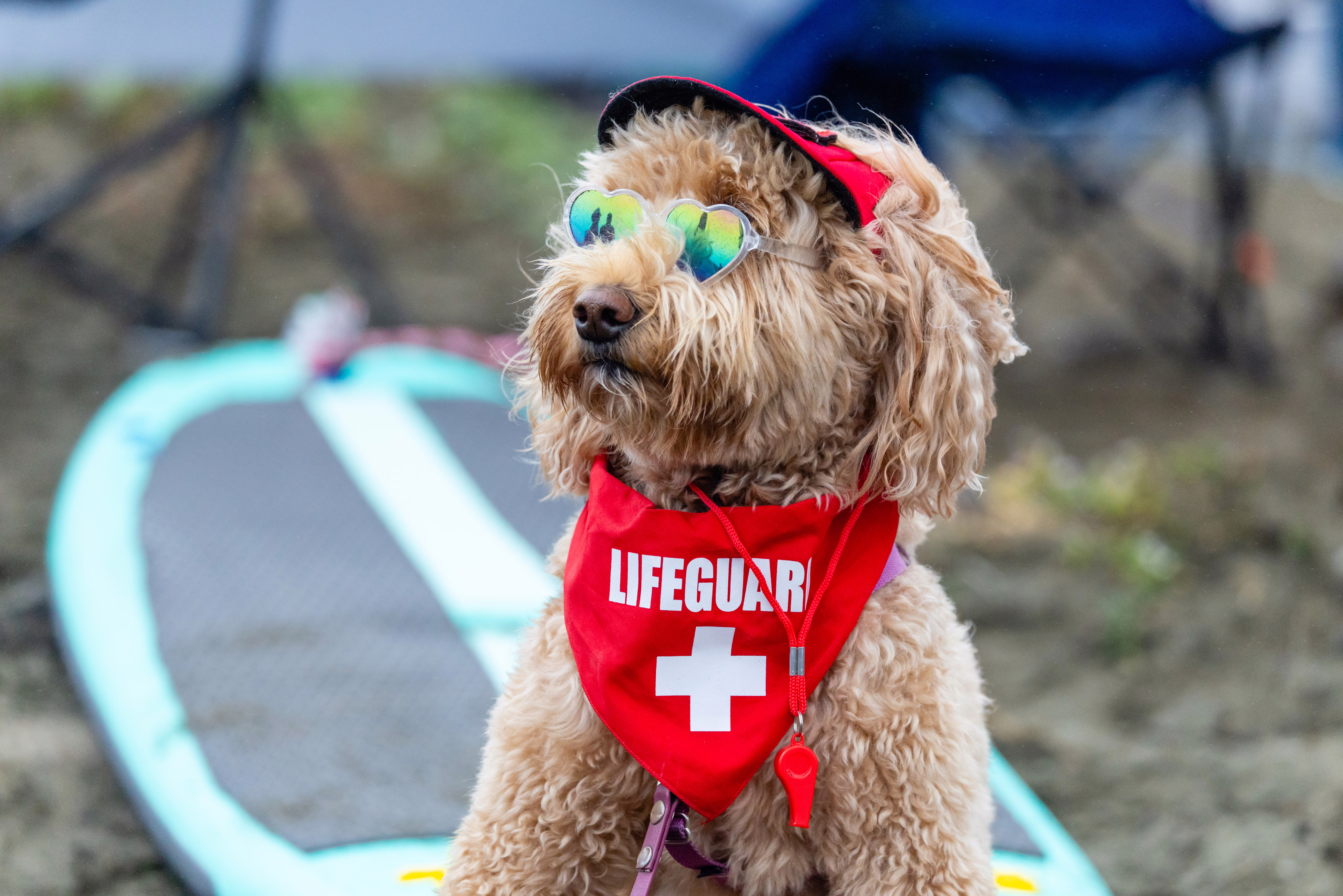 A dog with heart-shaped sunglasses and a lifeguard scarf 