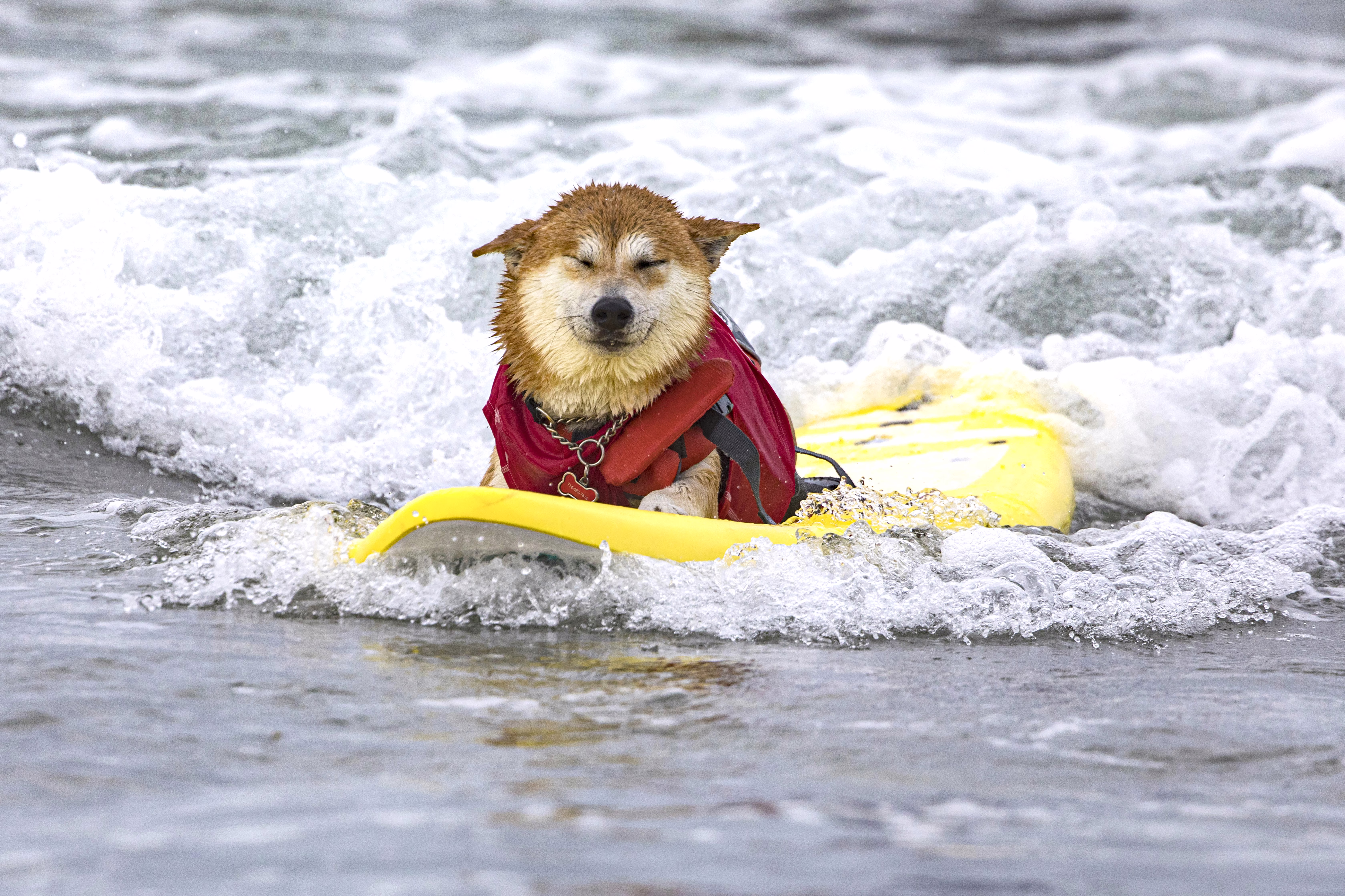 A dog lies down on a surfboard, riding a gentle wave, eyes closed.