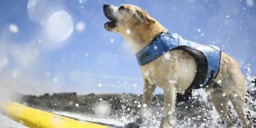 Photos: The Dogs That Surf