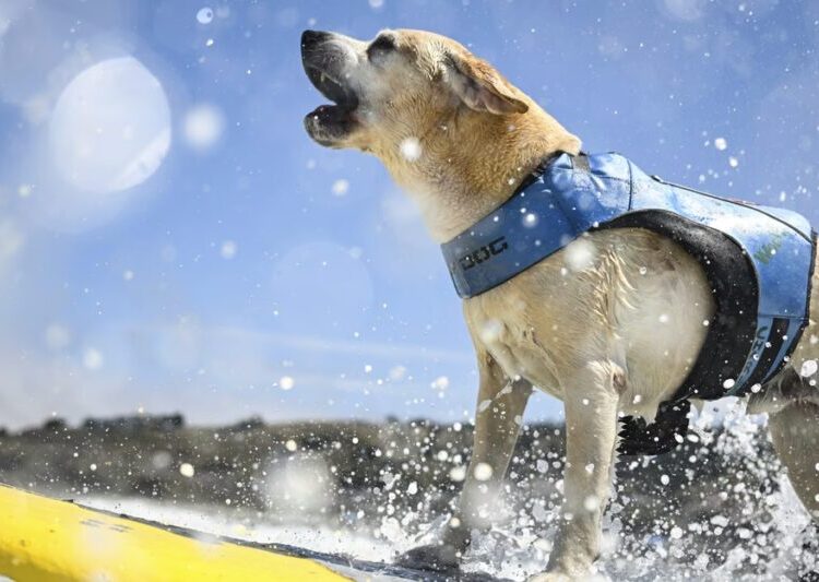 Photos: The Dogs That Surf