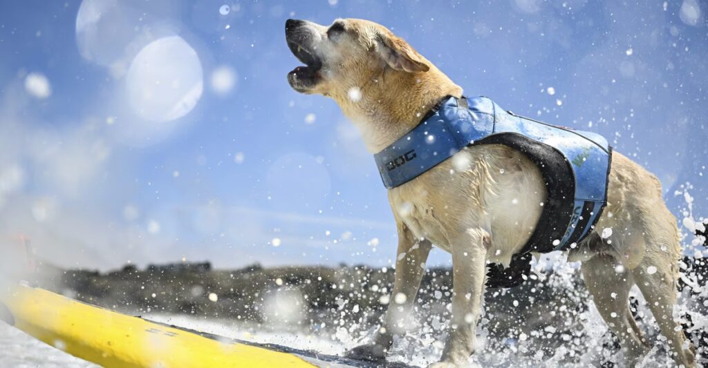 Photos: The Dogs That Surf