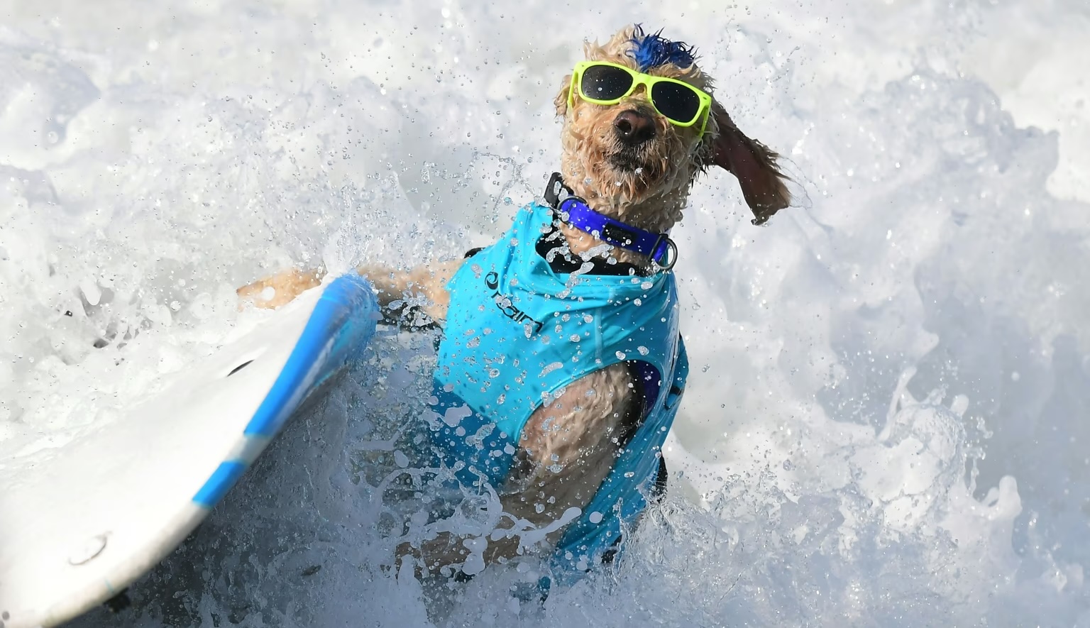 Rusty wipes out during the annual Surf City Surf Dog event in Huntington Beach, California, on September 25, 2021.