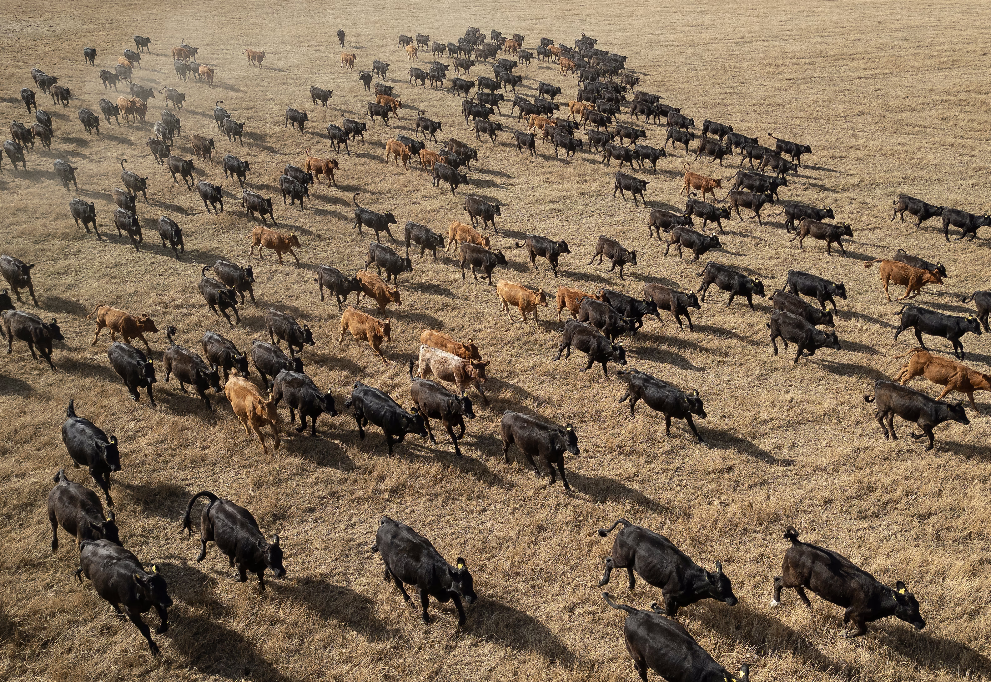 A herd of cows walks across a field of dry grass, seen from above.