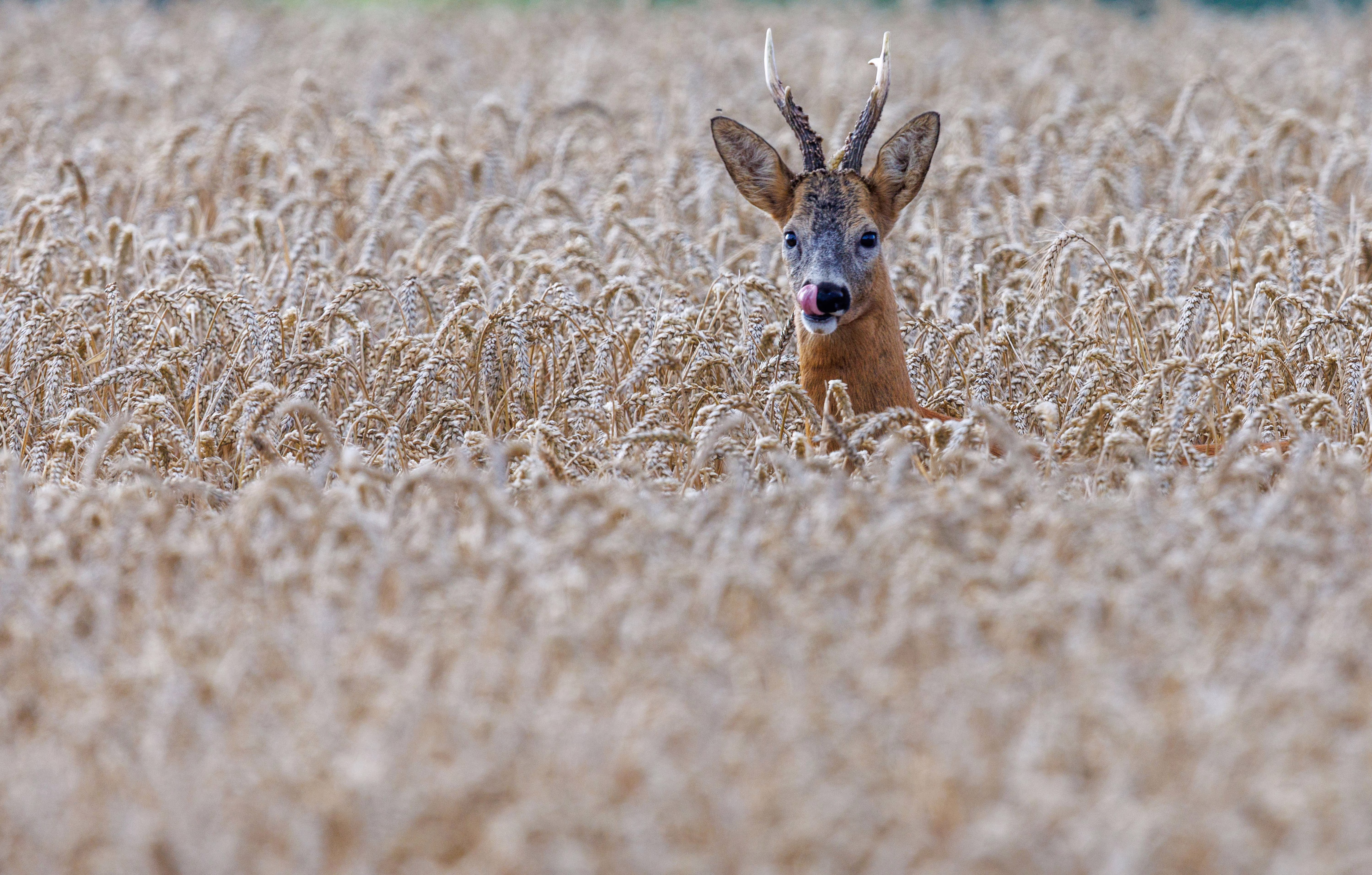A deer, licking its lips, pops its head out of a wheat field.