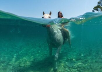 Photos of the Week: Fuego Volcano, Underwater Explosion, Pig Diver