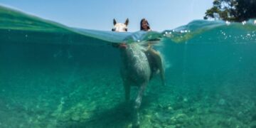 Photos of the Week: Fuego Volcano, Underwater Explosion, Pig Diver