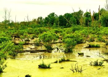 Google Data Center Announces Plans to Pave Over Protected Wetlands
