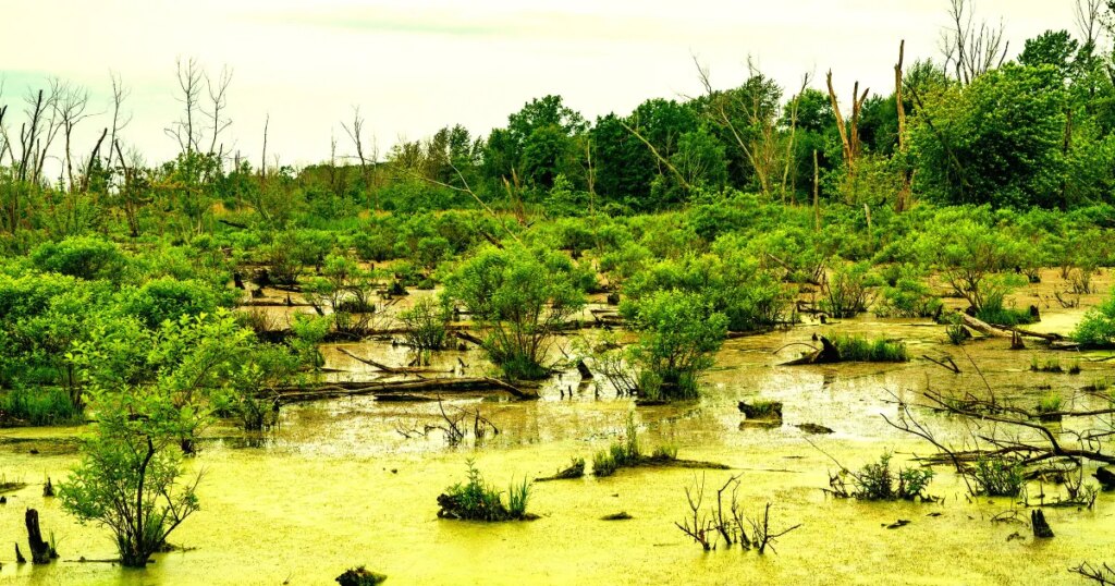 Google Data Center Announces Plans to Pave Over Protected Wetlands