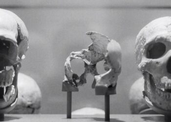 The Human-Origin Story Is Being Radically Revised