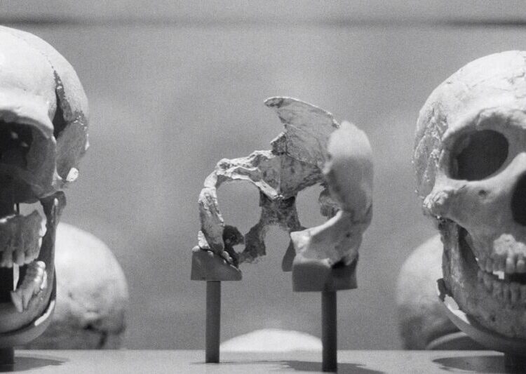 The Human-Origin Story Is Being Radically Revised