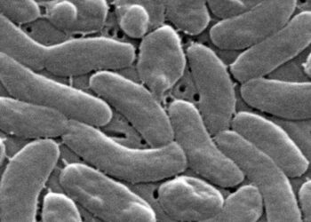 Flesh-eating bacteria infections are surging along the Gulf Coast with five deaths reported in Louisiana