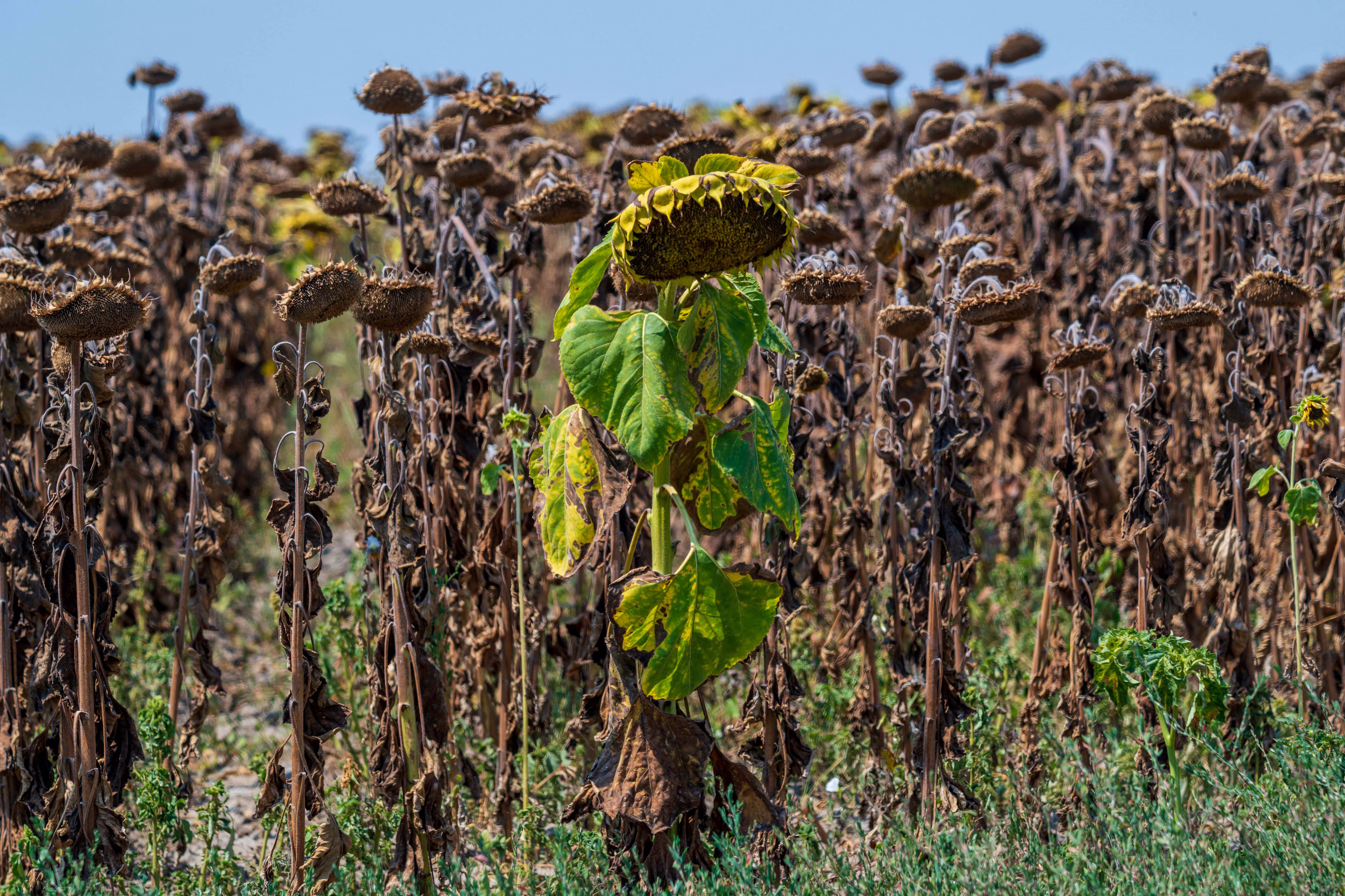 A dried-out sunflower field