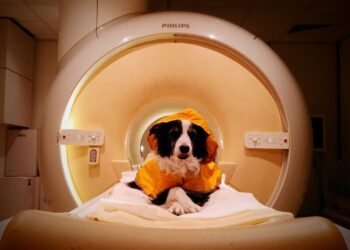 Your Dog Really Can Tell When You’re Happy