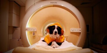 Your Dog Really Can Tell When You’re Happy