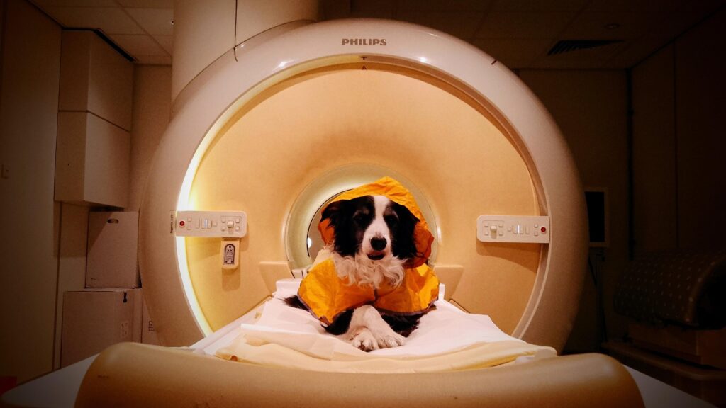 Your Dog Really Can Tell When You’re Happy