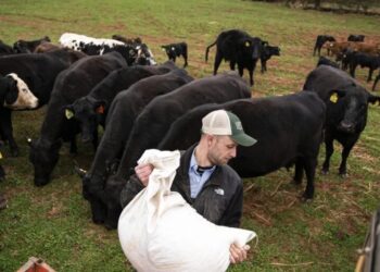Record beef prices are minting fortunes for ranchers—but straining the American farmers who fatten their cattle