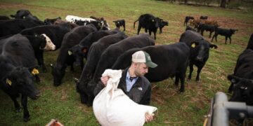 Record beef prices are minting fortunes for ranchers—but straining the American farmers who fatten their cattle