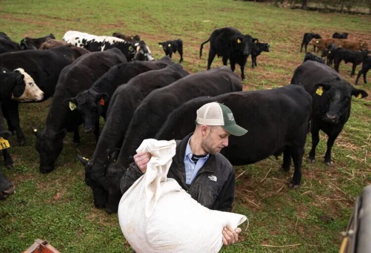 Record beef prices are minting fortunes for ranchers—but straining the American farmers who fatten their cattle