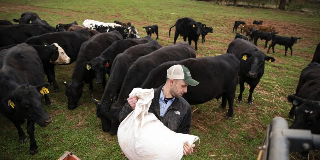 Record beef prices are minting fortunes for ranchers—but straining the American farmers who fatten their cattle