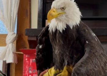 Jackie the Bald Eagle, social media star of California for a decade, leaves ‘heartbroken’ fans behind with her death