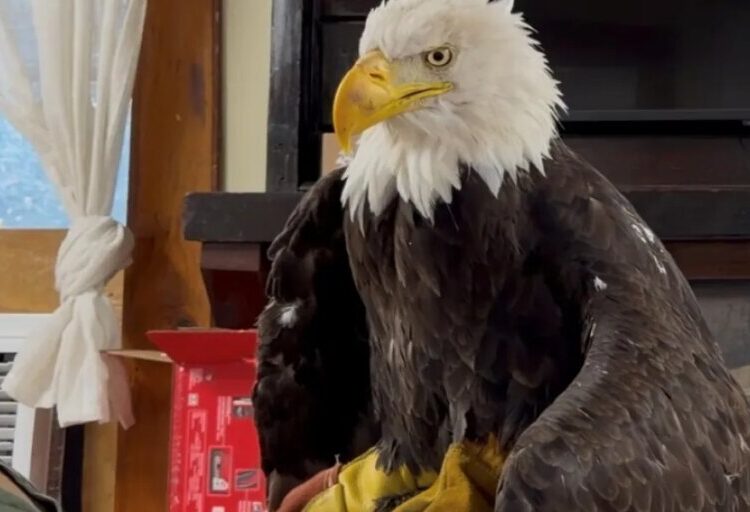 Jackie the Bald Eagle, social media star of California for a decade, leaves ‘heartbroken’ fans behind with her death