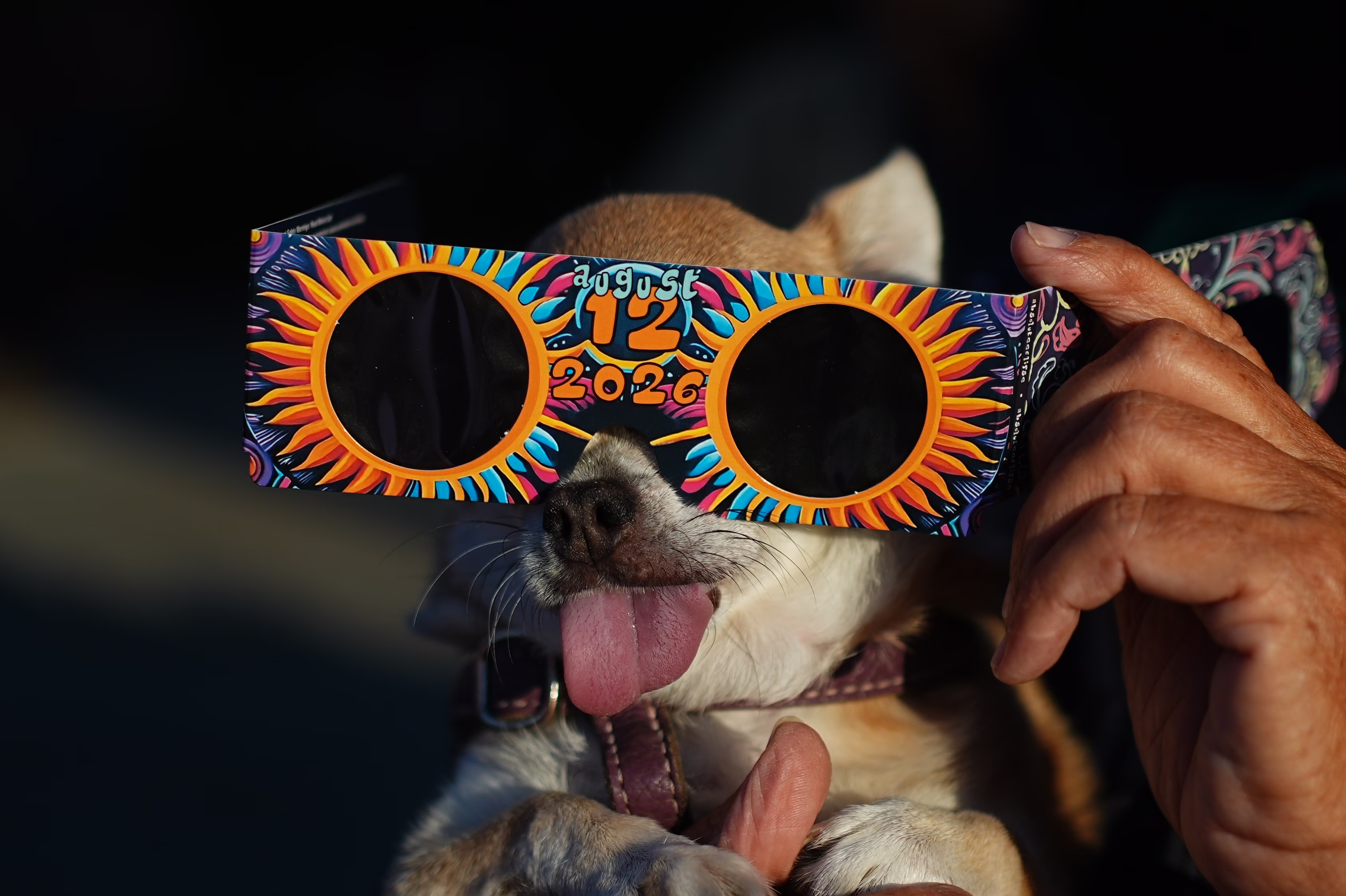 A dog is held with eclipse glasses over her eyes.