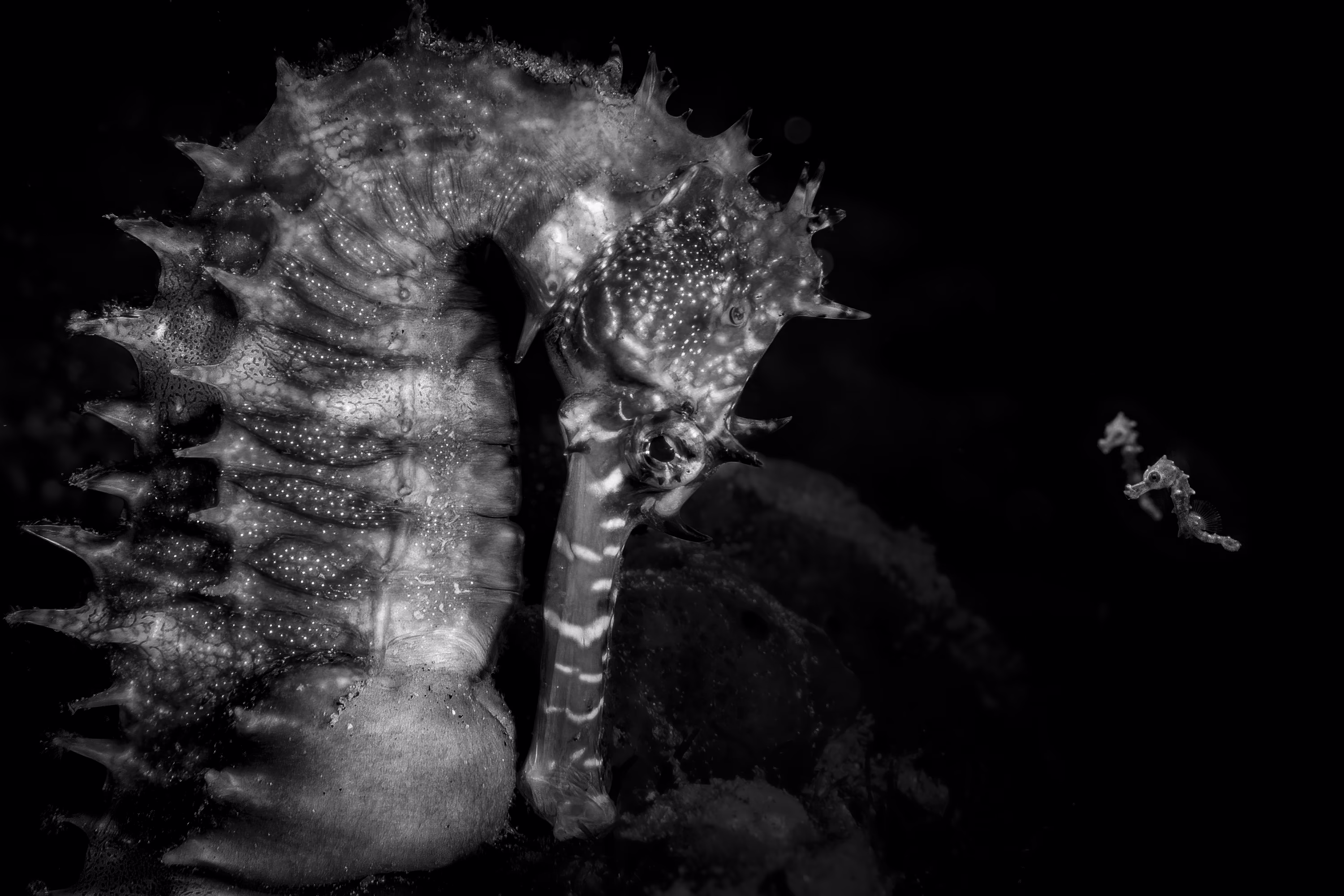 A black-and-white image of an adult seahorse beside two much-smaller ones.