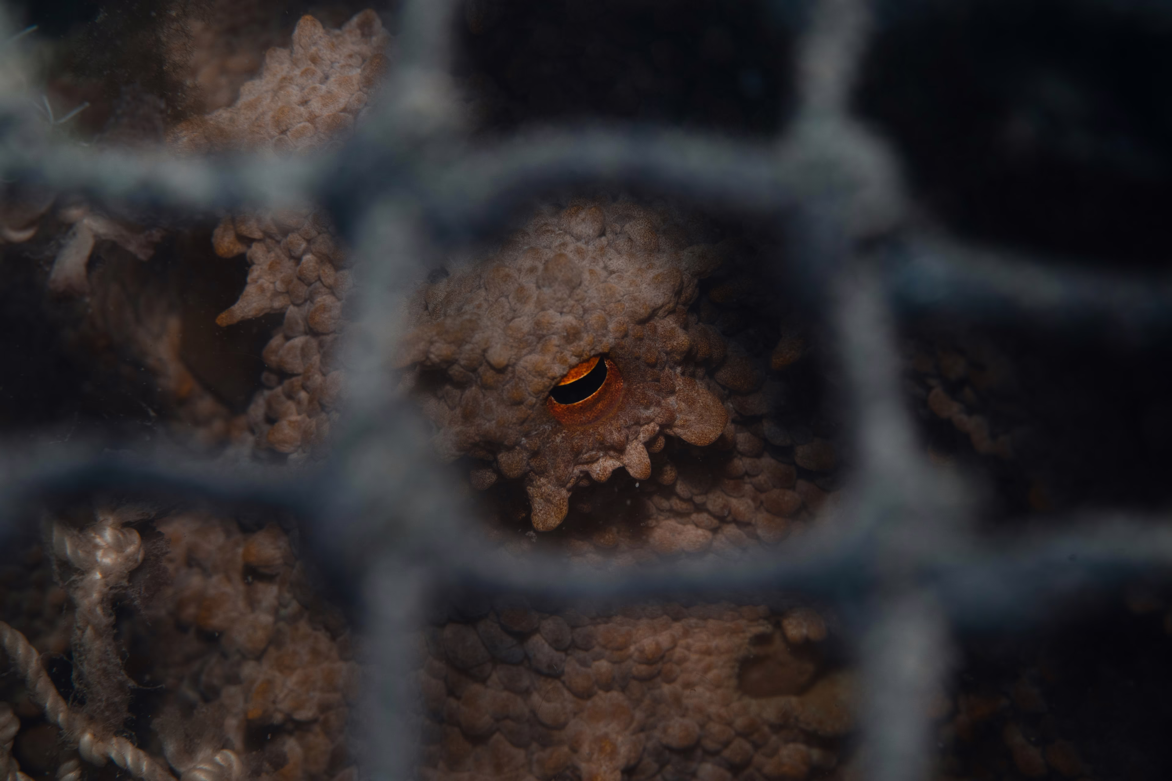 The eye of an octopus, seen through netting in a lobster trap