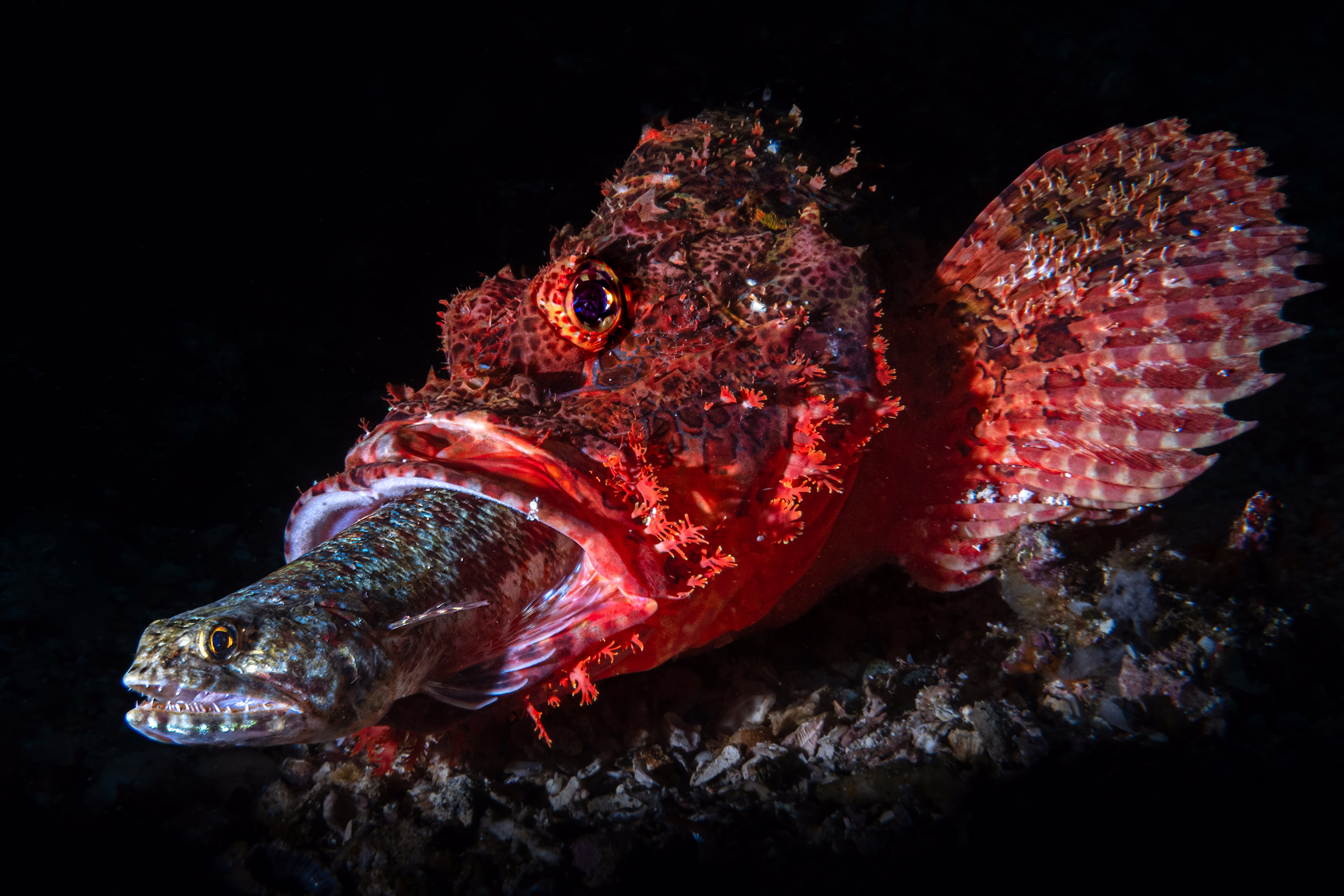 A large red fish eats a smaller fish that is seen inside its open mouth.
