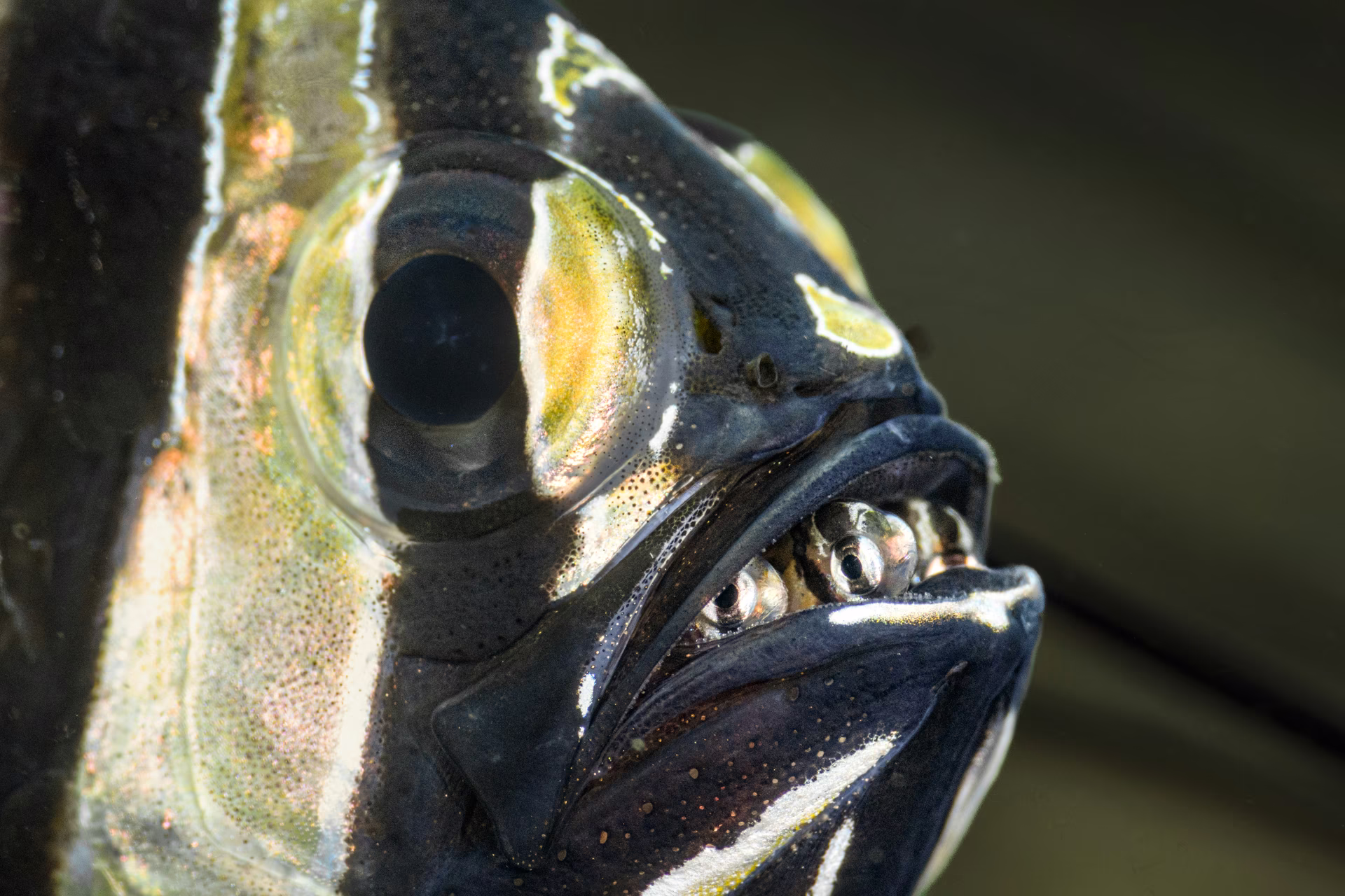 A striped fish with baby fish in its mouth