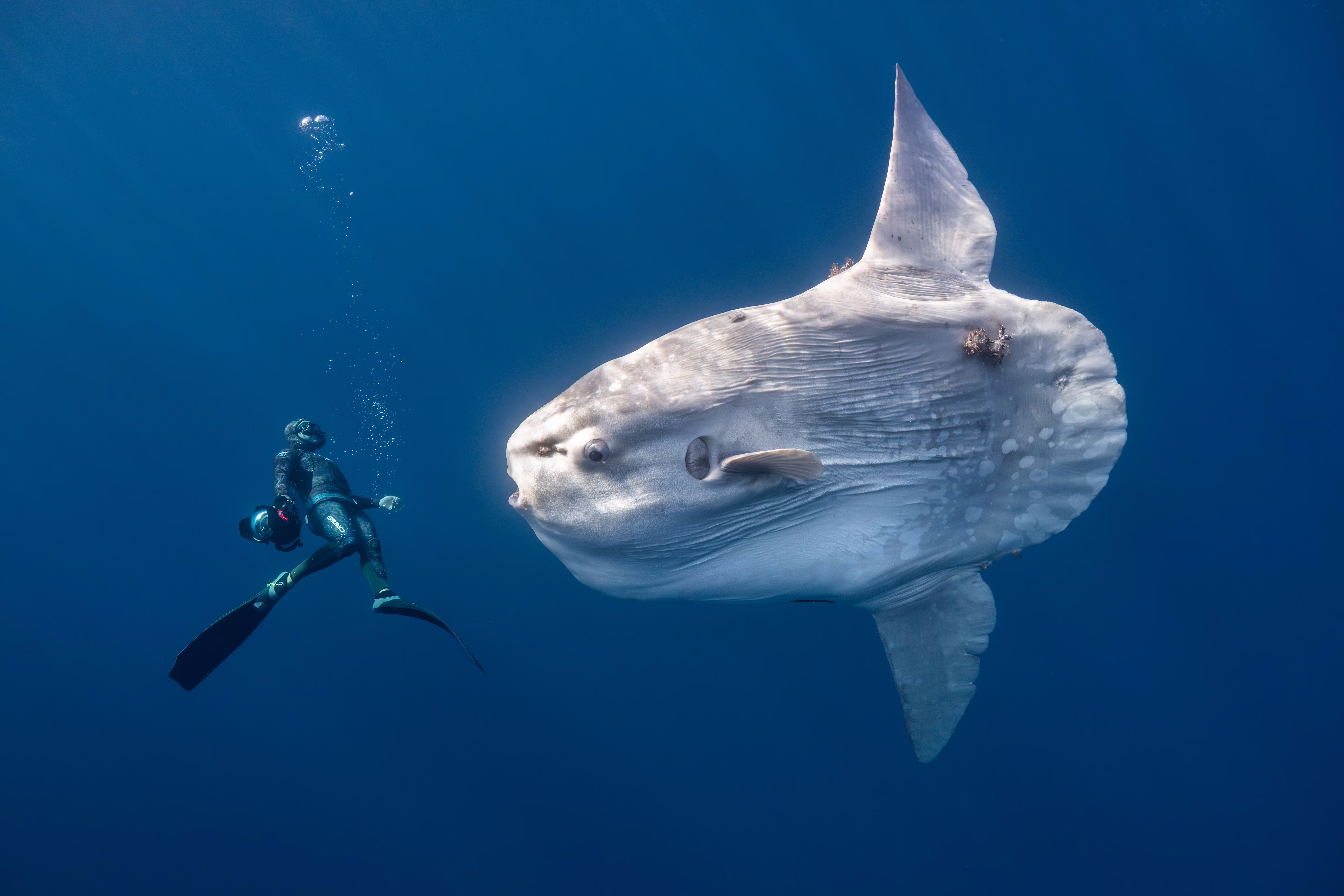 A diver swims near a huge sunfish.