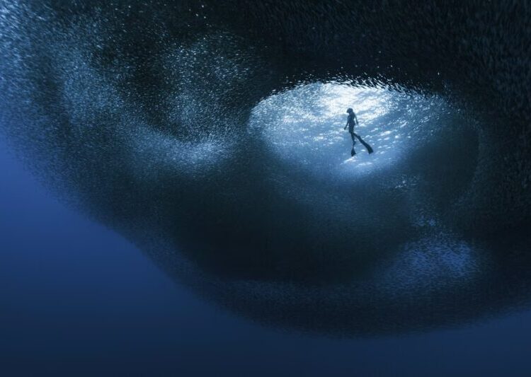 Ocean Photographer of the Year 2026 Finalists