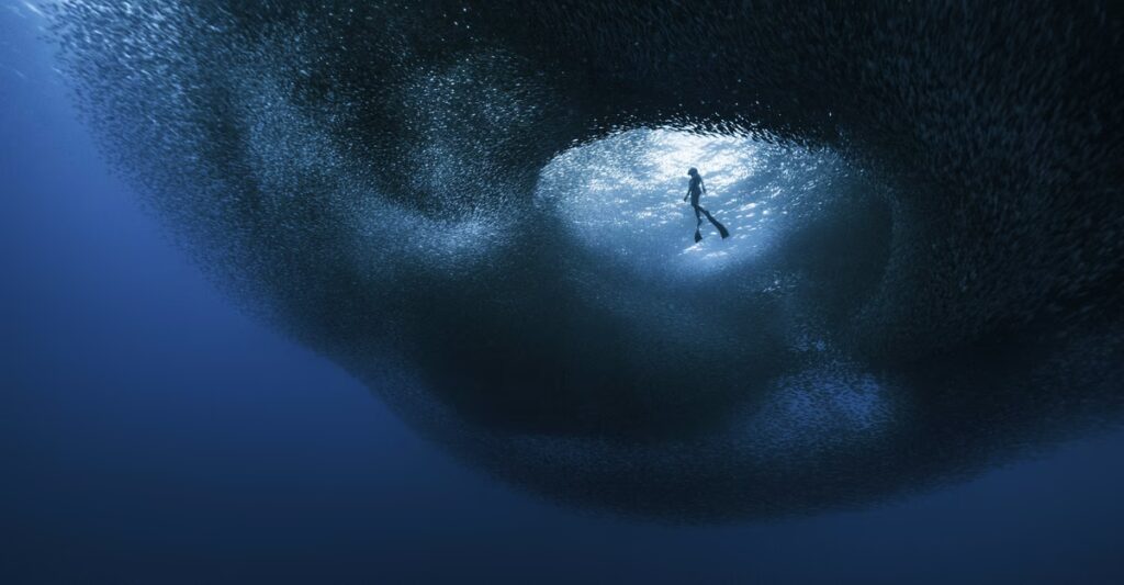 Ocean Photographer of the Year 2026 Finalists