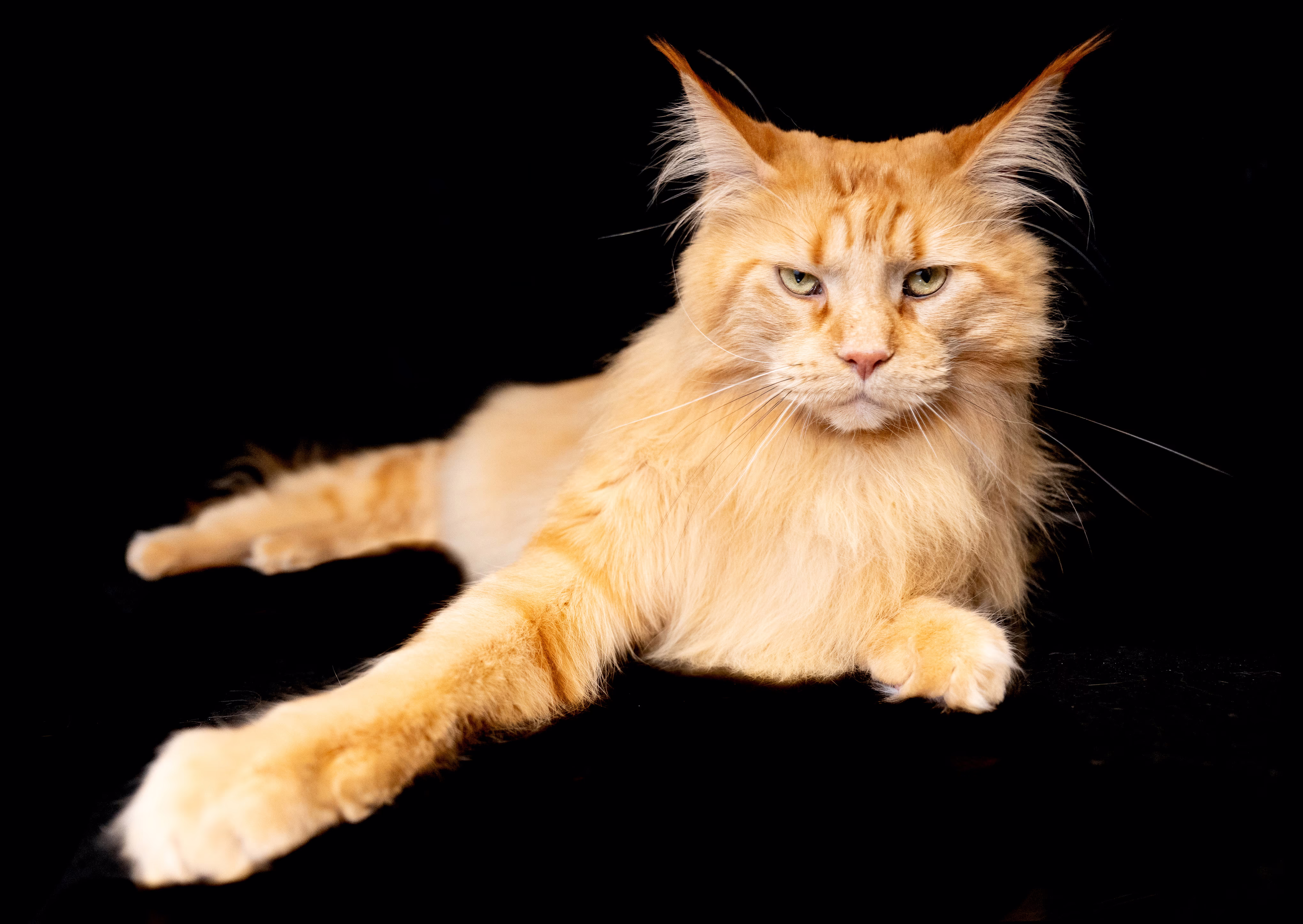 A large cat, seen against a black background in a studio portrait