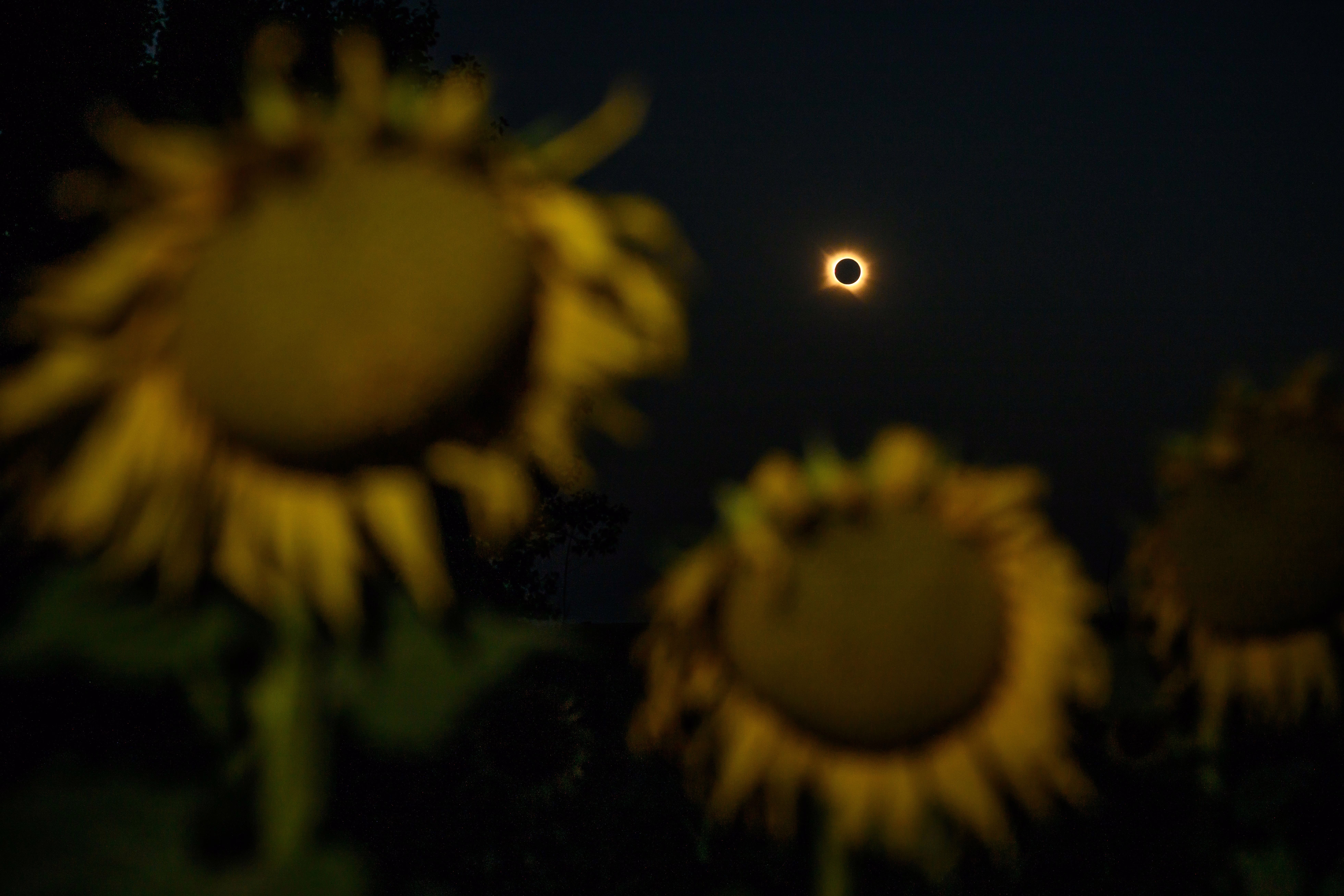 A total solar eclipse is seen above sunflowers.